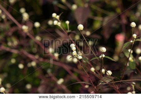 White Small Flower Of Red Ivy Or Red Flame Ivy