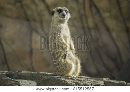 Funny surakat standing vertically in the desert