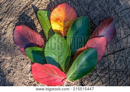 autumn leaves of different colors lie on an old tree stump, outdoor