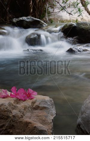 Pink Flowers Oleander Lie On A Rock On The Bank Of A Small River With Small Waterfalls And Rapids