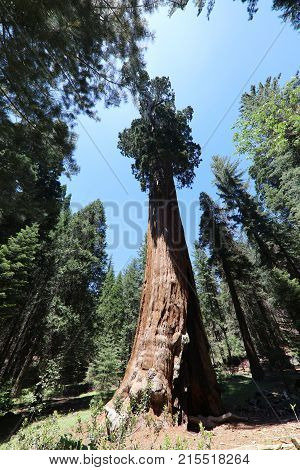 Giant Sequioa Trees in Sequioa National Park. California. USA