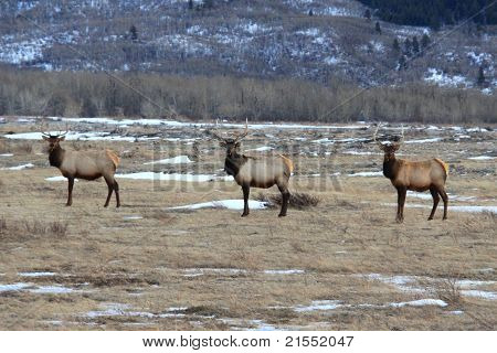 Hirsch-pose