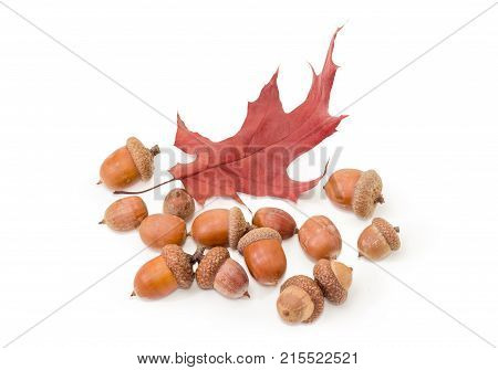 Several ripe acorns some of which in their cuplike cupules and autumn red oak leaf on a white background