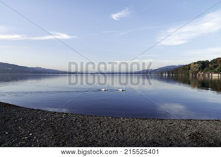 Seascape Switzerland Aargau Water reflection Swans Horizon