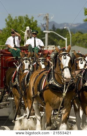 Budweiser Clydesdales