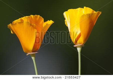 Poppies California