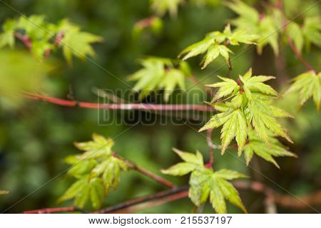 Fresh green maple leaves (Acer palmatum) wet with rain which over leaf green blurs