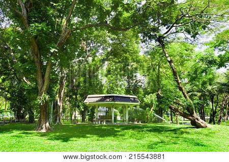 Lumphini Park. Green grass and trees. Scenery outdoor.Bangkok landmark