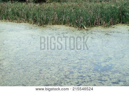 Reeds by lake, a spring day, nature, pond overgrown with grass, park ice evening. Green water with mud. A large lake of mourning in a balote.