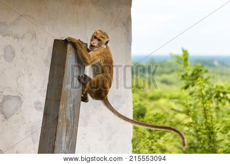 The monkey is in the ancient Buddhist rock temple in Mulkirigala, Sri Lanka