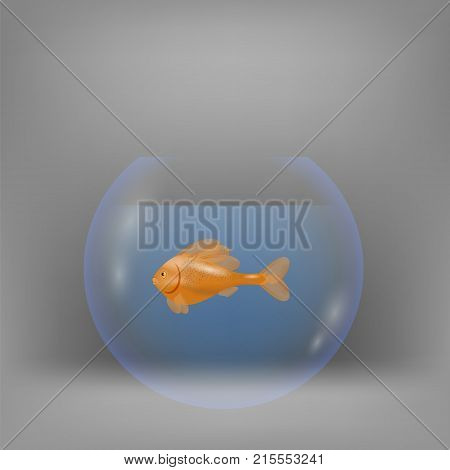 Red Fisn Swims in Aquarium on a blurred grey background