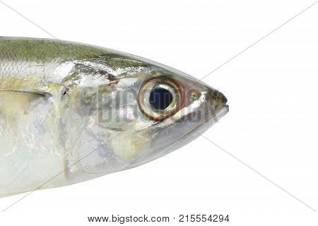 Raw Mackerel or Rastrelliger brachysoma fish isolated on white background and have clipping paths.