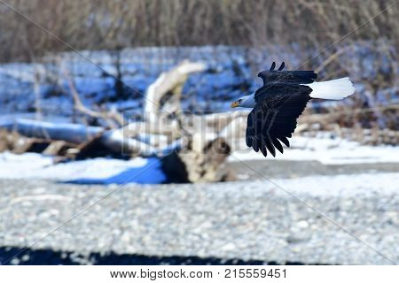 Eagle in Flight on the Nooksack River on a sunny winter day.