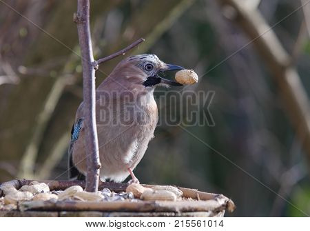 Bird Jay (garrulus Glandarius) On Forest Background