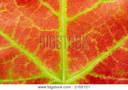 Red Maple Leaf Textur