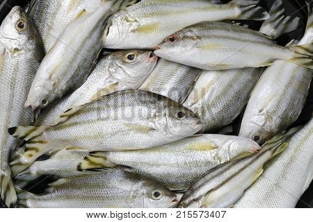Raw Trumpeter or Grunter fish of ingredients for cookingfoods animal background.