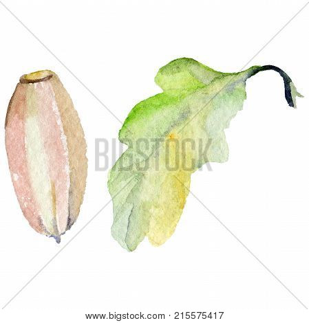 Forest acorn in a hand drawn watercolor style isolated. Aquarelle acorn for background, texture, wrapper pattern, frame or border.