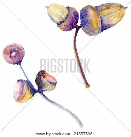 Forest acorn in a hand drawn watercolor style isolated. Aquarelle acorn for background, texture, wrapper pattern, frame or border.
