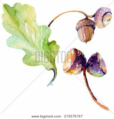 Forest acorn in a hand drawn watercolor style isolated. Aquarelle acorn for background, texture, wrapper pattern, frame or border.