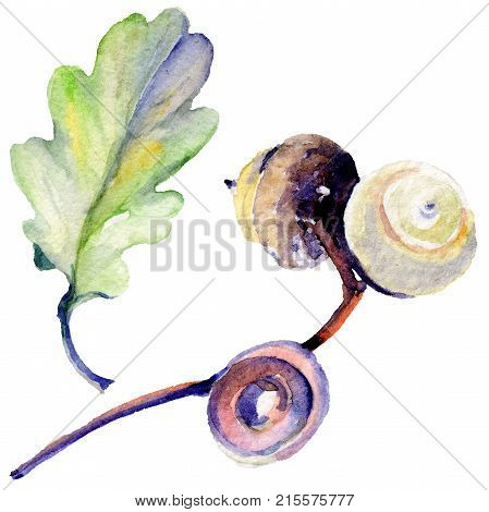 Forest acorn in a hand drawn watercolor style isolated. Aquarelle acorn for background, texture, wrapper pattern, frame or border.