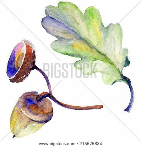 Forest acorn in a hand drawn watercolor style isolated. Aquarelle acorn for background, texture, wrapper pattern, frame or border.
