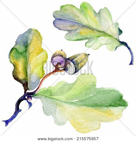 Forest acorn in a hand drawn watercolor style isolated. Aquarelle acorn for background, texture, wrapper pattern, frame or border.