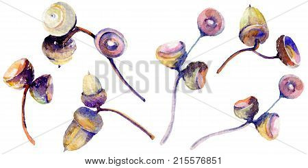Forest acorn in a hand drawn watercolor style isolated. Aquarelle acorn for background, texture, wrapper pattern, frame or border.
