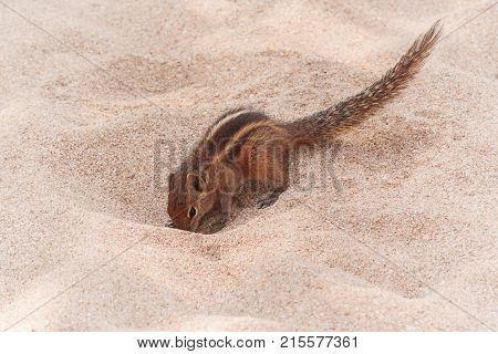 Funny Little Chipmunk on Sand Beach extreme closeup.
