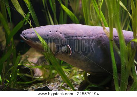 Electric eel (Electrophorus electricus). Tropical fish. 