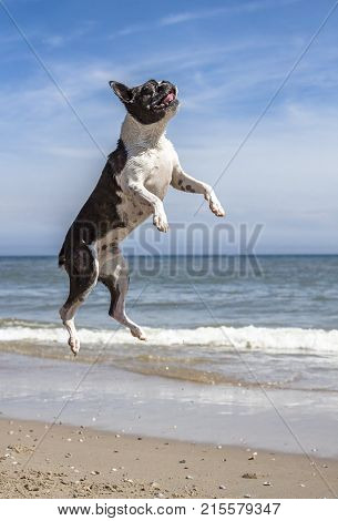 Pug jumping and running on the sandy beach