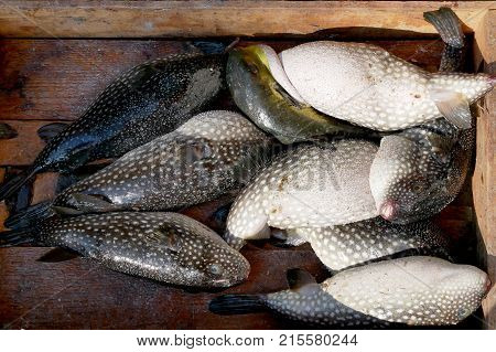 Puffer fish or blowfish sell in fish market. There is no known antidote for its poisonous liver.