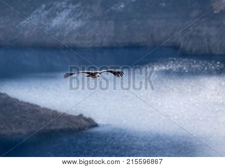 Griffon Vulture Flying Above Canyon Of Uvac River