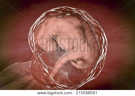 Four week embryo, late part of the fourth week on pregnancy, scientifically precise 3D illustration