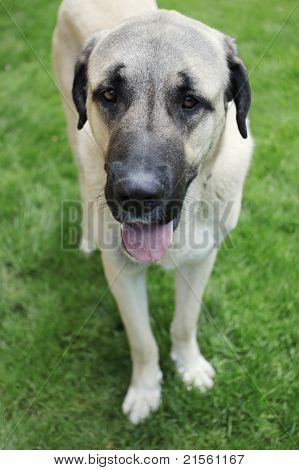 Anadolu çoban köpeği