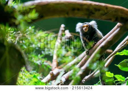 Common marmoset or Callithrix jacchus is a New World small monkey