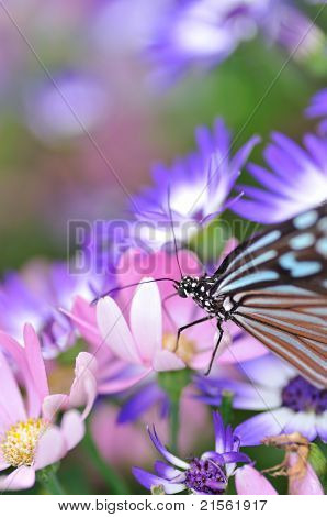 Farfalla tigre castagno