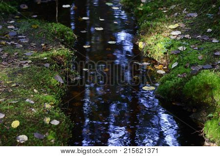 creek in the dense forest among the stones and moss