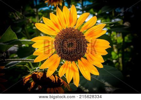 Big golden sunflower on the field with dark background