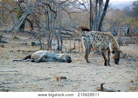 Couple of hyenas resting in the Kruger Park in South África