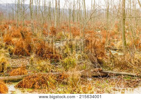 Autumn peat bog landcape. Swamp marsh wild area. Beautiful nature