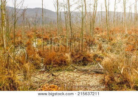 Autumn peat bog landcape. Swamp marsh wild area. Beautiful nature
