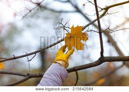 A female hand in a yellow, rubber glove, reaches for the autumn leaf, which weighs on a tree.