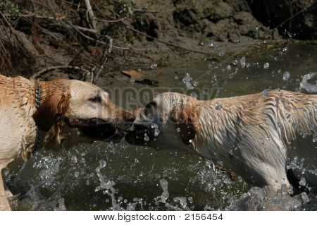 Glade gule Labradors leger i vandet
