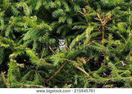Cute European Crested Tit bird with punk hair perching on pine tree branch, Autumn in Austria, Europe (Lophophanes cristatus)