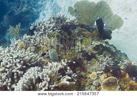 Bleached coral reef in the atlantic ocean