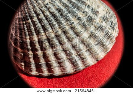 sea shell as a souvenir on a red background with dim lighting abstract background