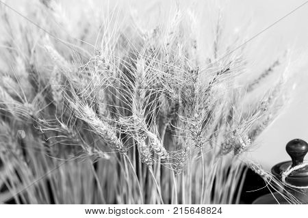 spikelet grass of wheat with seed golden color as healthy seasonal harvest