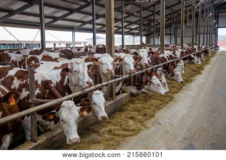 Dairy cows of Monbeliard breeding in free livestock stall