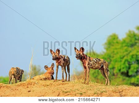 Wild Dogs looking alert while standing on a dry sandbank against a bright blue vivid sky and green buch background in South Luangwa National Park Zambia