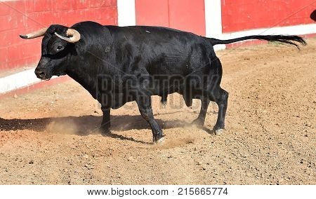 bull in spain with big horns running in bulring